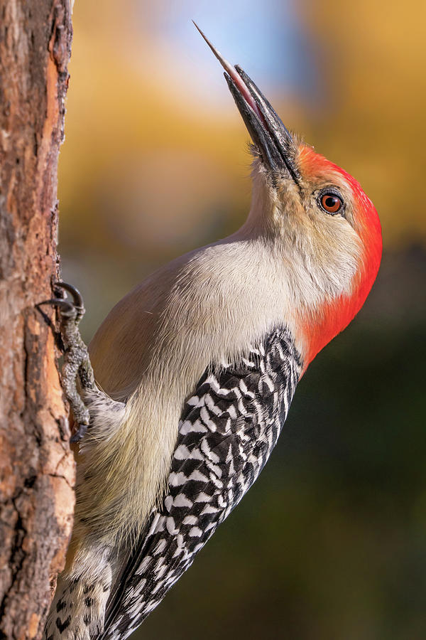 Red Bellied woodpeckers toolkit Photograph by Jim Hughes