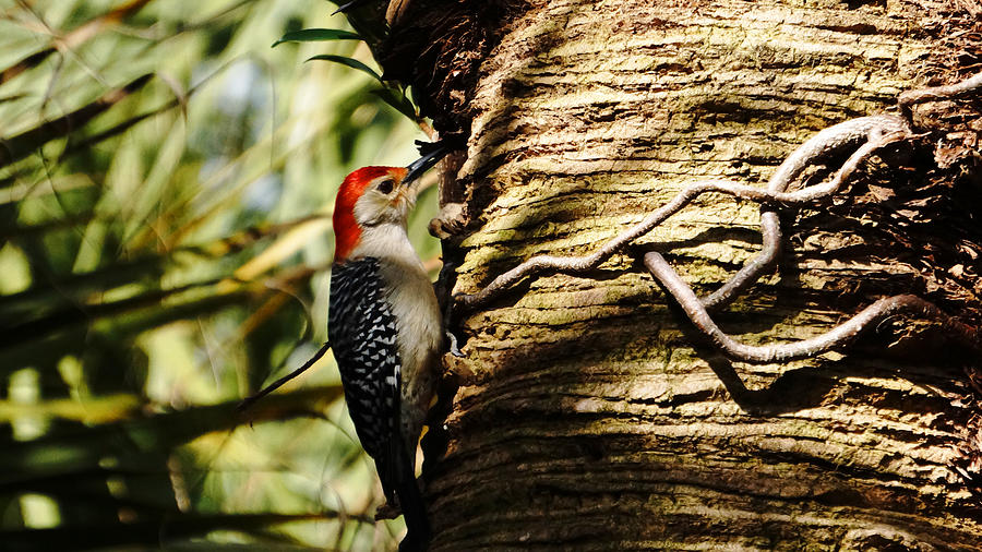 Red-bellied Woodpecker at Work Green Cay Wetlands Photograph by Lawrence S Richardson Jr