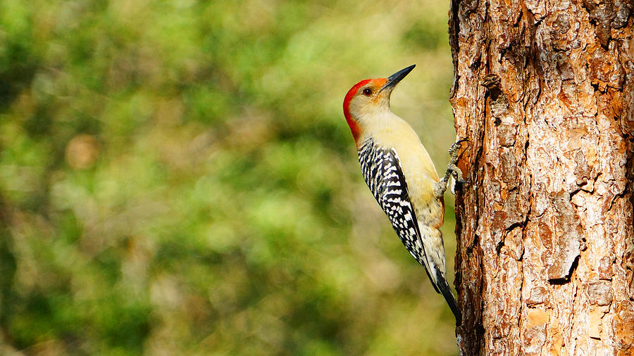 Red Bellied Woodpecker at Work Photograph by Lawrence S Richardson Jr