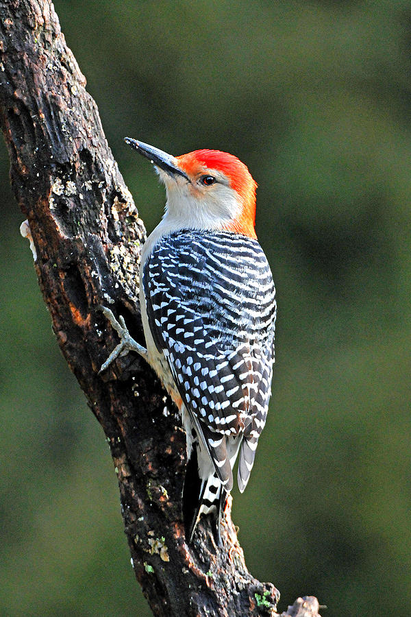 Red Bellied Woodpecker Back View Photograph by Alan Lenk
