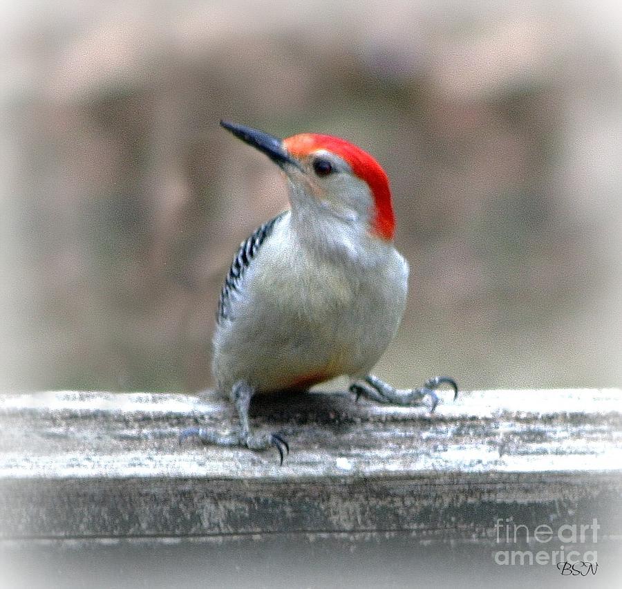 Red-bellied Woodpecker Photograph by Barbara S Nickerson