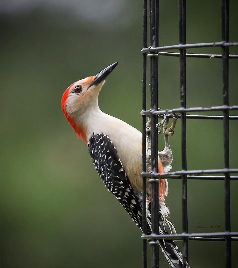 Woodpecker Photograph - Red Bellied Woodpecker by Bellesouth Studio