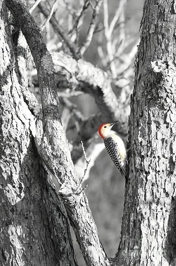 Woodpecker Photograph - Red-Bellied Woodpecker by Benanne Stiens