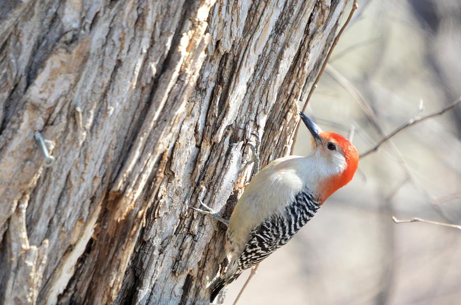 Red Bellied Woodpecker Photograph by Bonfire Photography