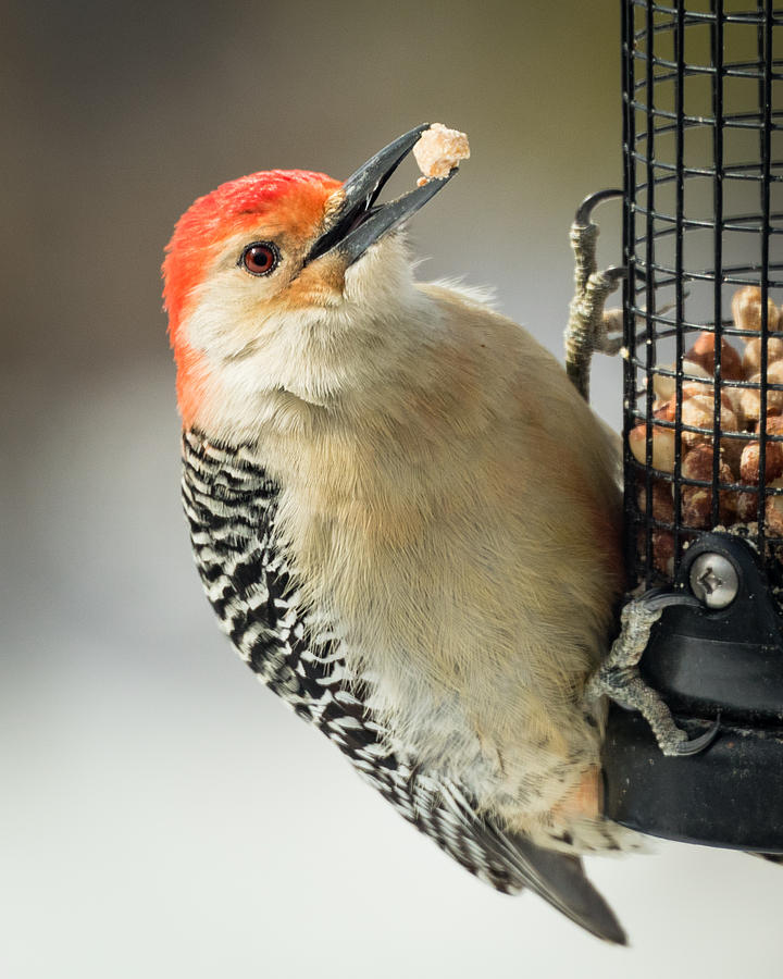 Red Bellied Woodpecker Photograph by Brian Caldwell