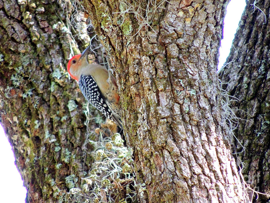 Red-bellied Woodpecker By Bill Holkham Photograph