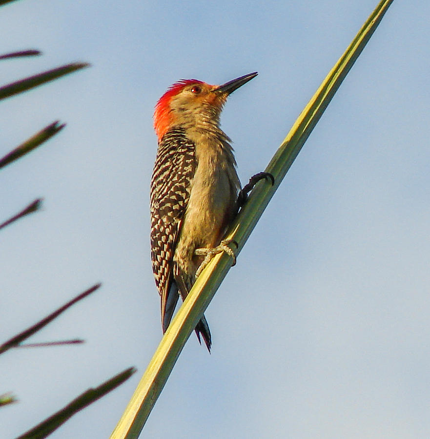 Red-bellied Woodpecker Photograph by Carl Moore