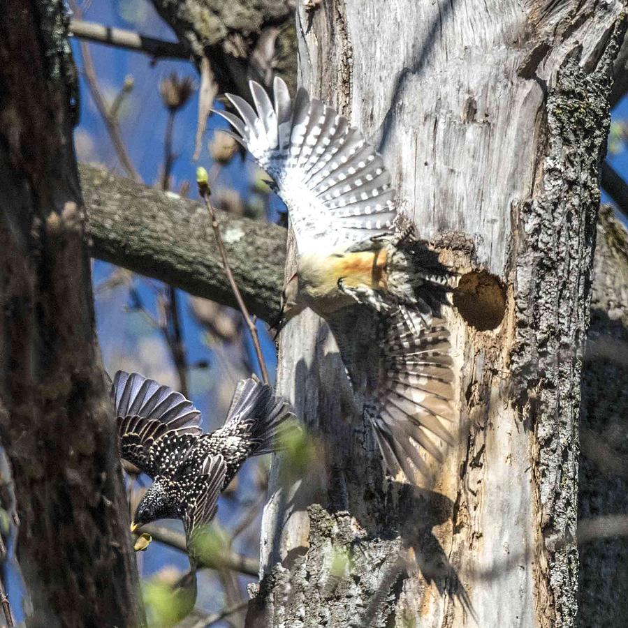 Red Bellied Woodpecker Chasing An Attacking Starling Photograph by William Bitman