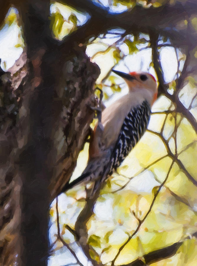 Red-Bellied Woodpecker Digital Art by Flees Photos
