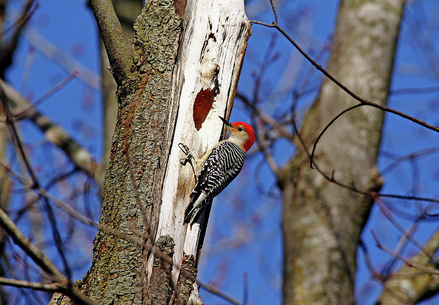 Red Bellied Woodpecker Photograph by Debbie Oppermann
