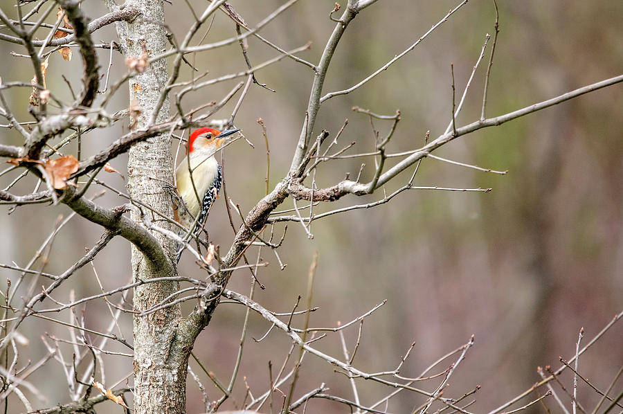Red-bellied Woodpecker Photograph by Deborah Penland