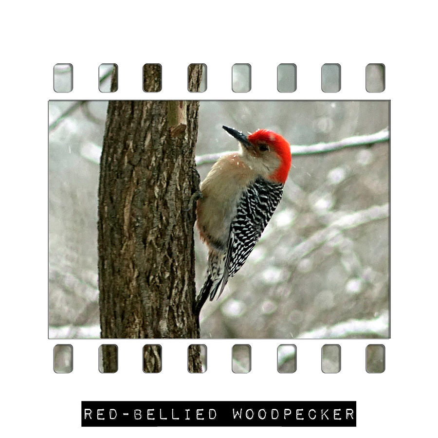 Red-bellied Woodpecker Photograph by Denise Beverly