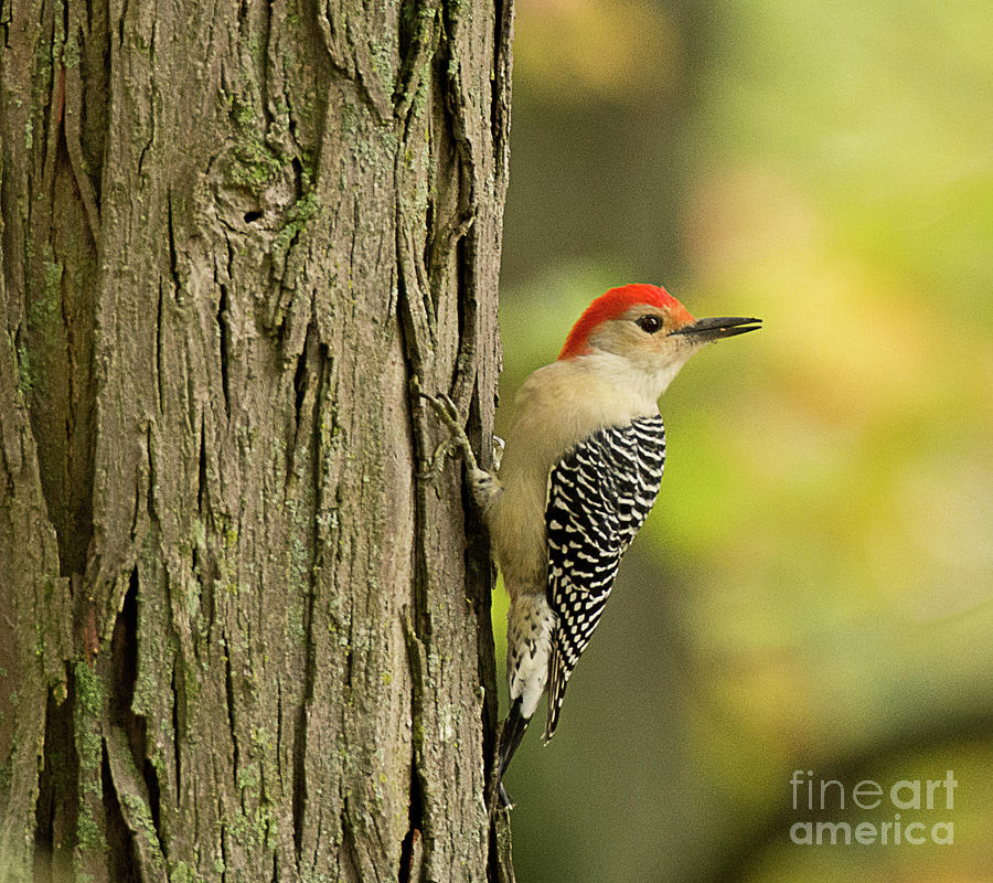 Red Bellied Woodpecker Photograph by Dennis Hammer