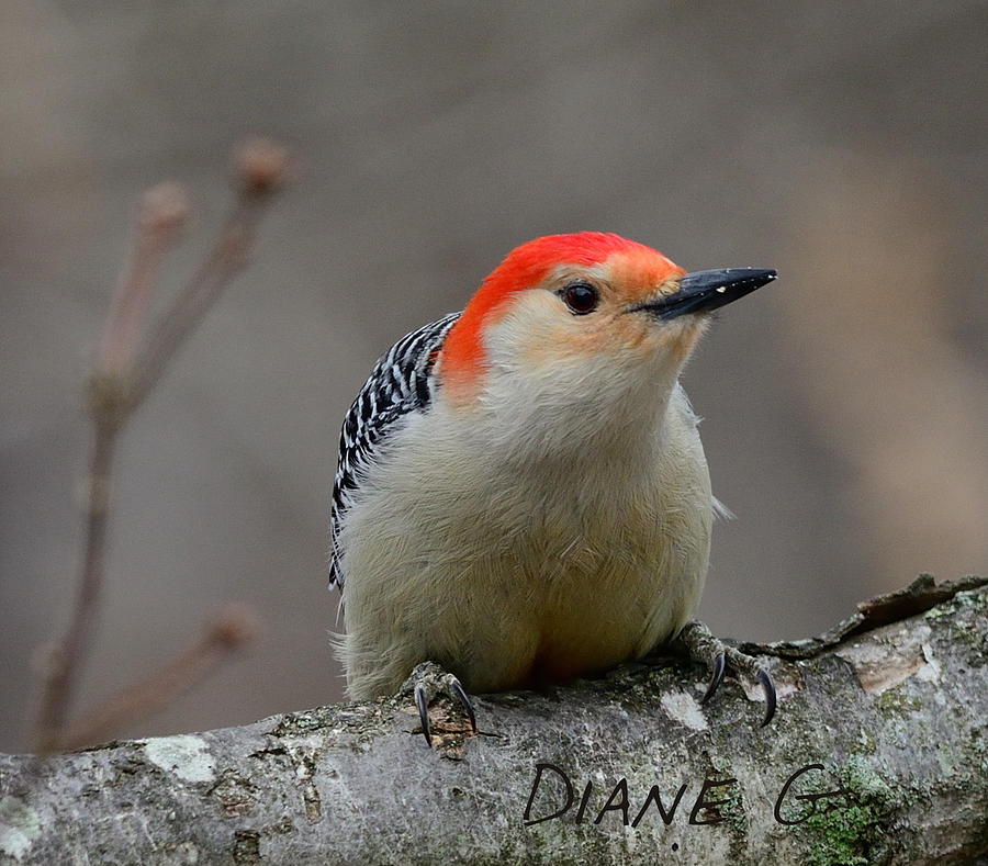 Red-bellied Woodpecker Photograph by Diane Giurco
