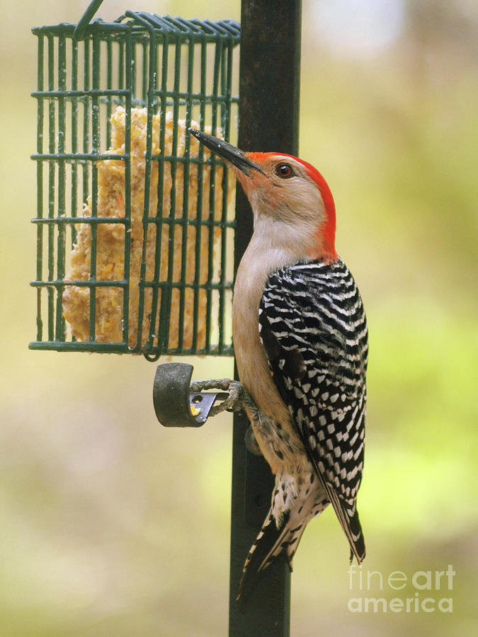 Red Bellied Woodpecker Photograph by Dorothy Lee