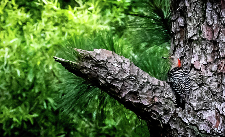 Red bellied Woodpecker Digital Art by Ed Stines