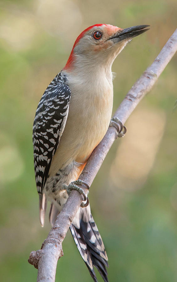 Red-Bellied Woodpecker, Fall Morning Photograph by Jim Moore