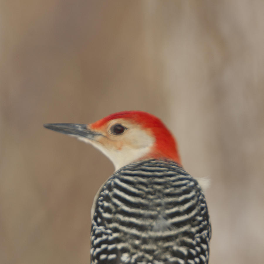 Red Bellied woodpecker Glamour Portrait Photograph by John Harmon