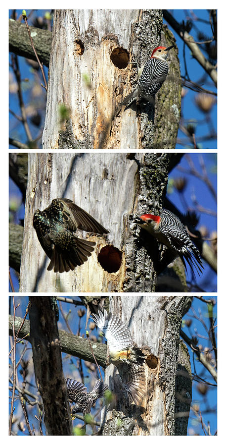 Red Bellied Woodpecker Harassed By A Starling Photograph by William Bitman