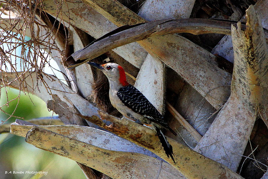Red-Bellied Woodpecker hides on a Cabbage Palm Photograph by Barbara Bowen