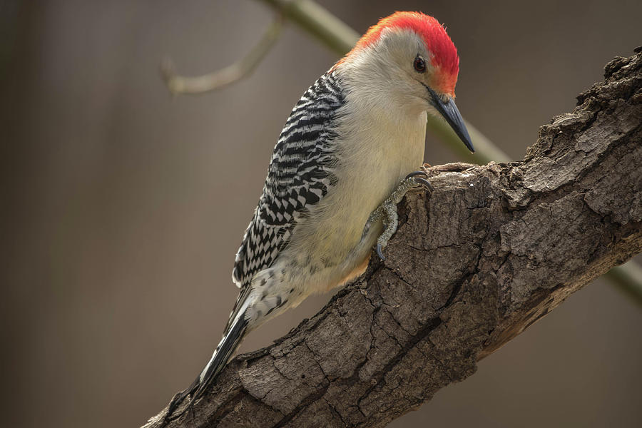 Red-bellied Woodpecker img 1 Photograph by Bruce Pritchett