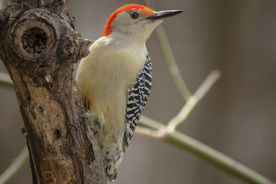 Red-bellied Woodpecker img 2 Photograph by Bruce Pritchett