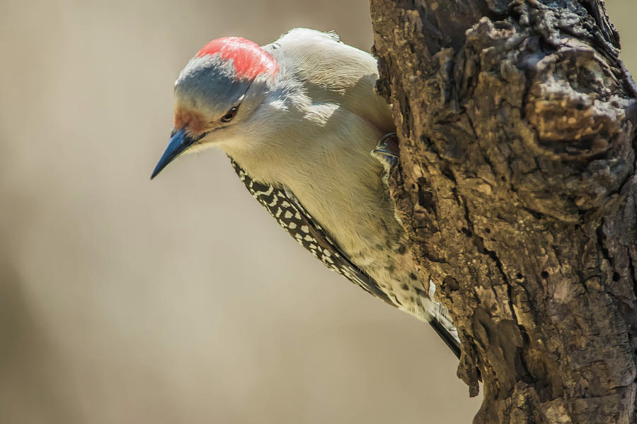 Red-Bellied Woodpecker img 3 Photograph by Bruce Pritchett