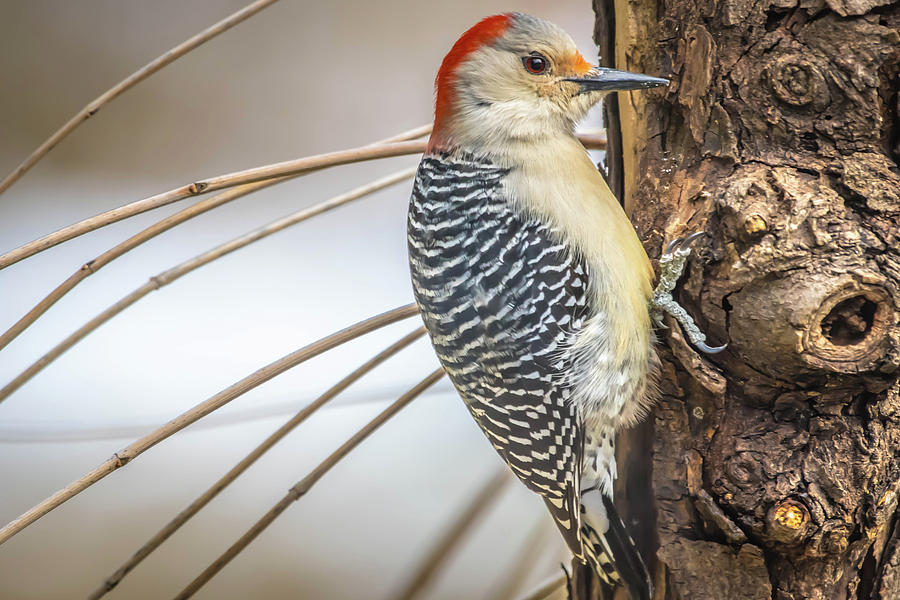Red Bellied Woodpecker Img 6 Photograph by Bruce Pritchett