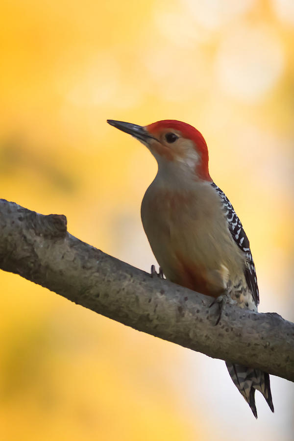 Red-bellied Woodpecker in Autumn Photograph by Terry DeLuco