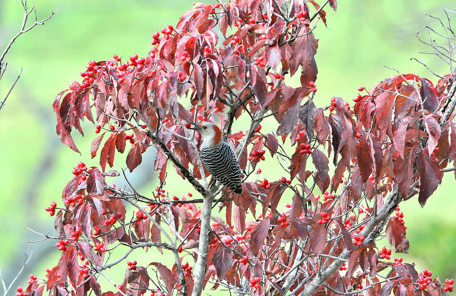 Red Bellied Woodpecker in Dogwood Photograph by Alan Lenk