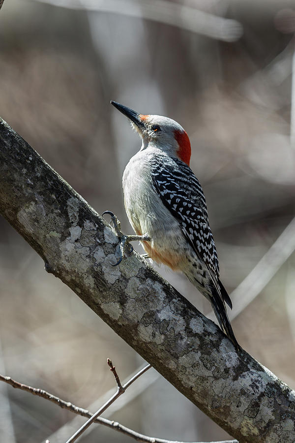 Red-bellied Woodpecker in Late Afternoon Photograph by John Haldane