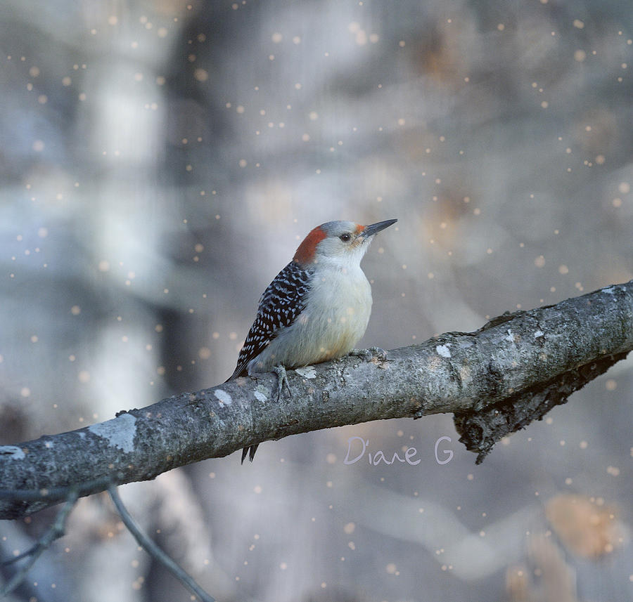 Red-bellied Woodpecker in snow Photograph by Diane Giurco