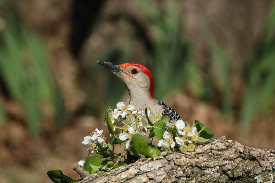 Red-bellied Woodpecker in Spring Photograph by Sheila Brown