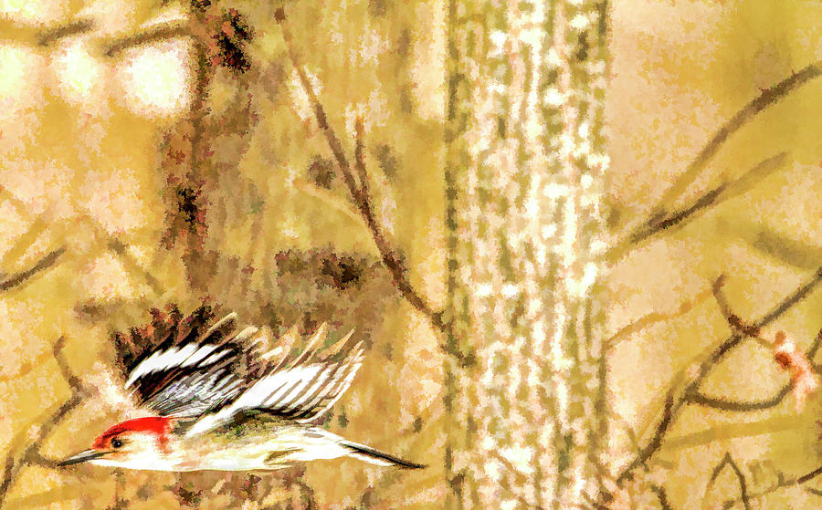 Red Bellied Woodpecker In Woods Photograph