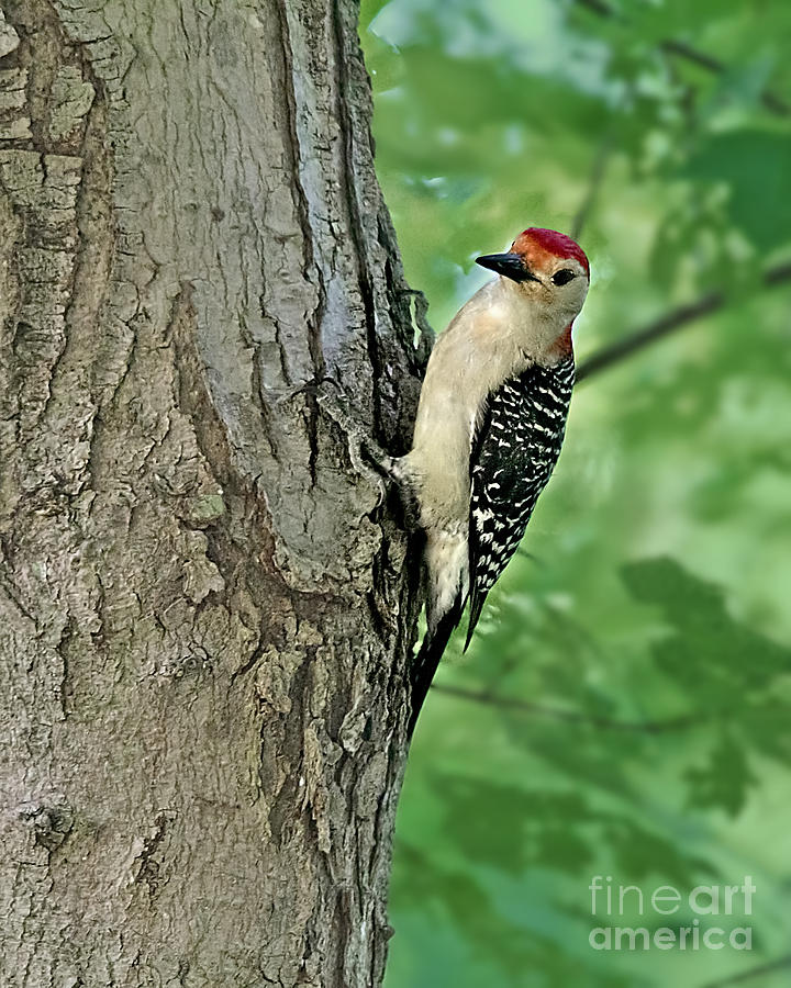 Red-Bellied Woodpecker Photograph by Jemmy Archer