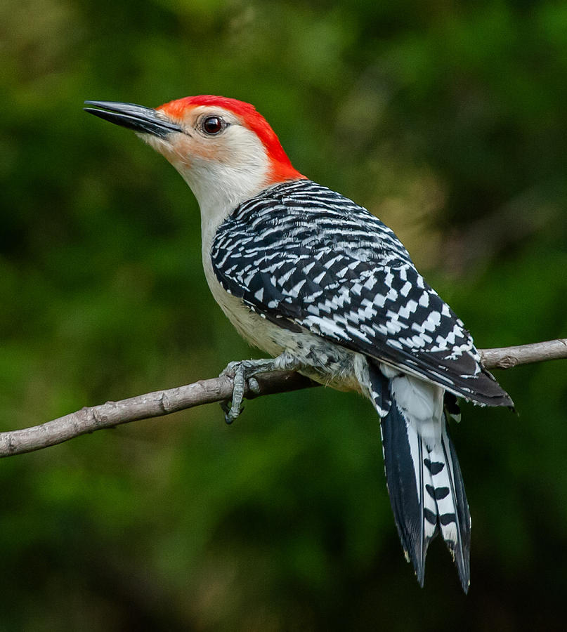 Red-bellied Woodpecker Photograph by Jim Moore