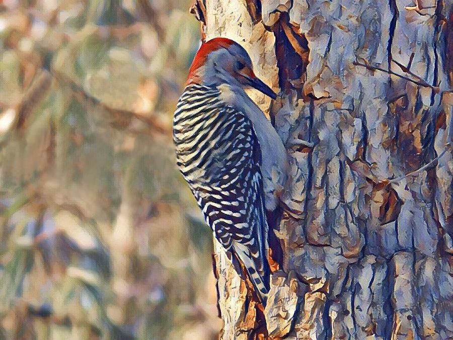 Red-Bellied Woodpecker Photograph by Joe Duket