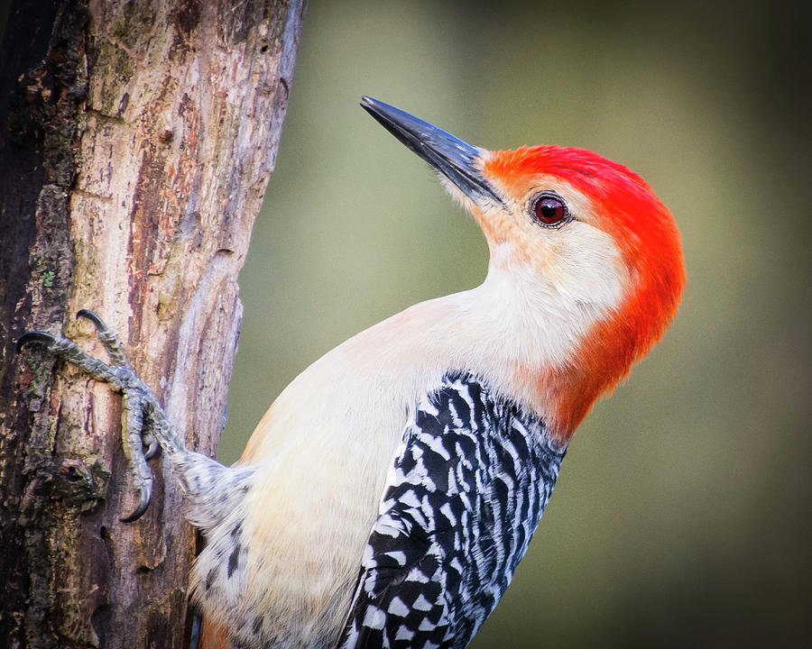 Red-bellied Woodpecker Photograph by John Benedict