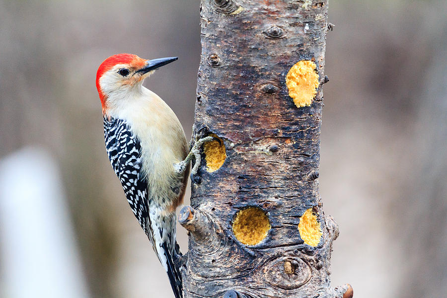 Red Bellied Woodpecker Photograph by Joni Eskridge
