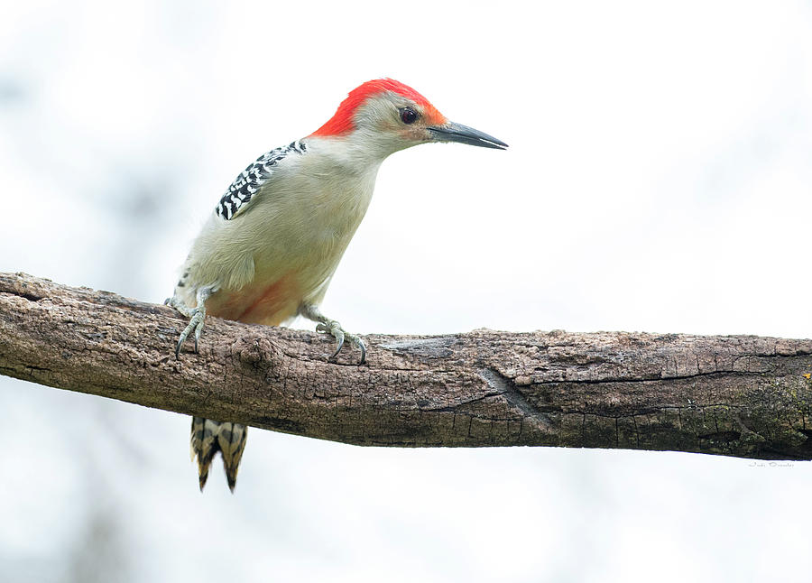 Red-bellied Woodpecker Photograph by Judi Dressler