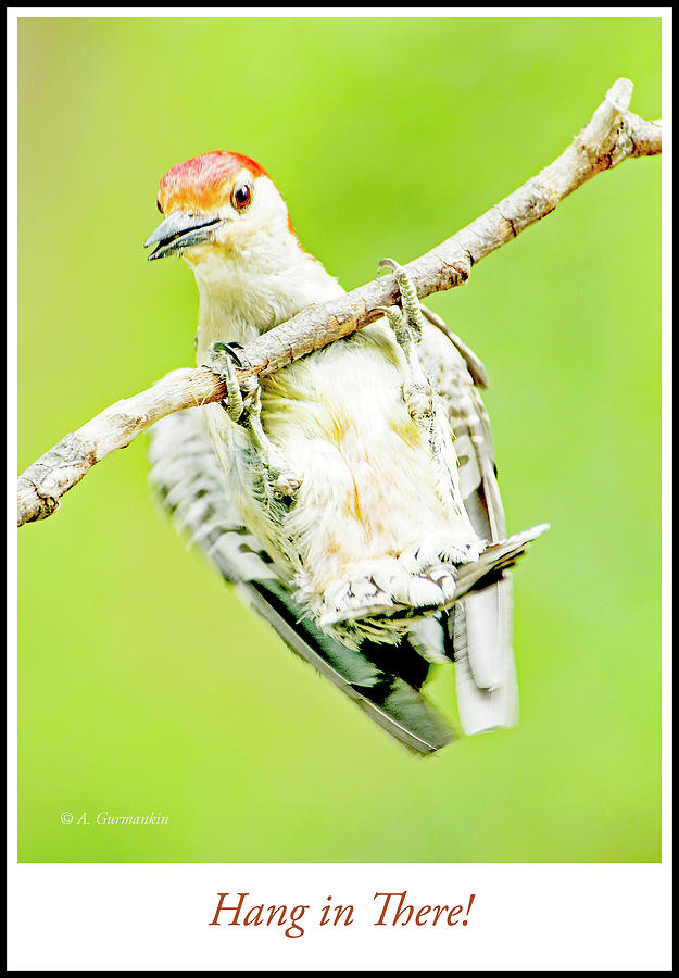 Red-bellied Woodpecker Juvenile Male Photograph by A Macarthur Gurmankin