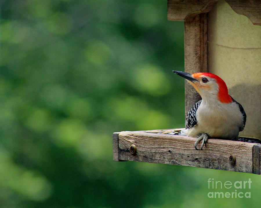 Red-bellied Woodpecker Photograph by Karen Adams