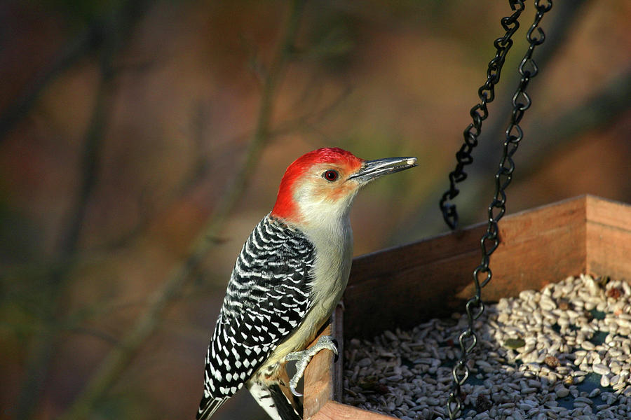 Woodpecker Photograph - Red-Bellied Woodpecker by Karol Livote
