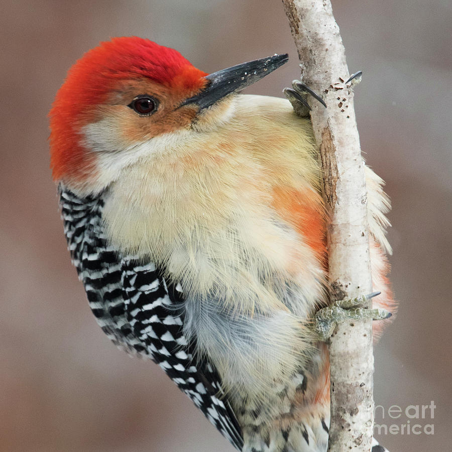 Red-bellied Woodpecker by Katie Joya Red-bellied Woodpecker by Katie Joya