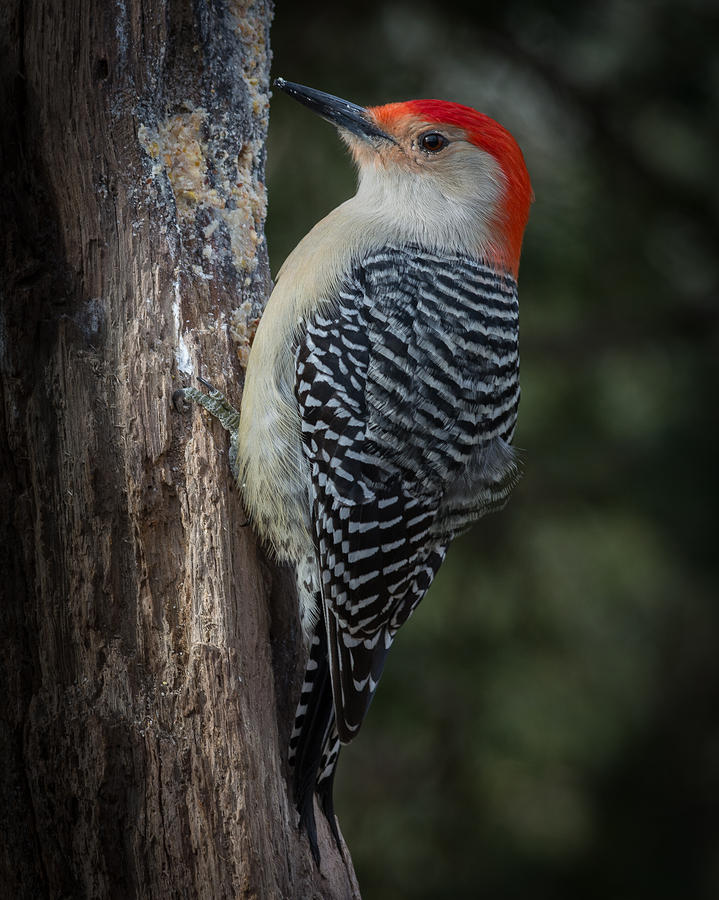 Red-bellied Woodpecker Photograph by Kenneth Cole