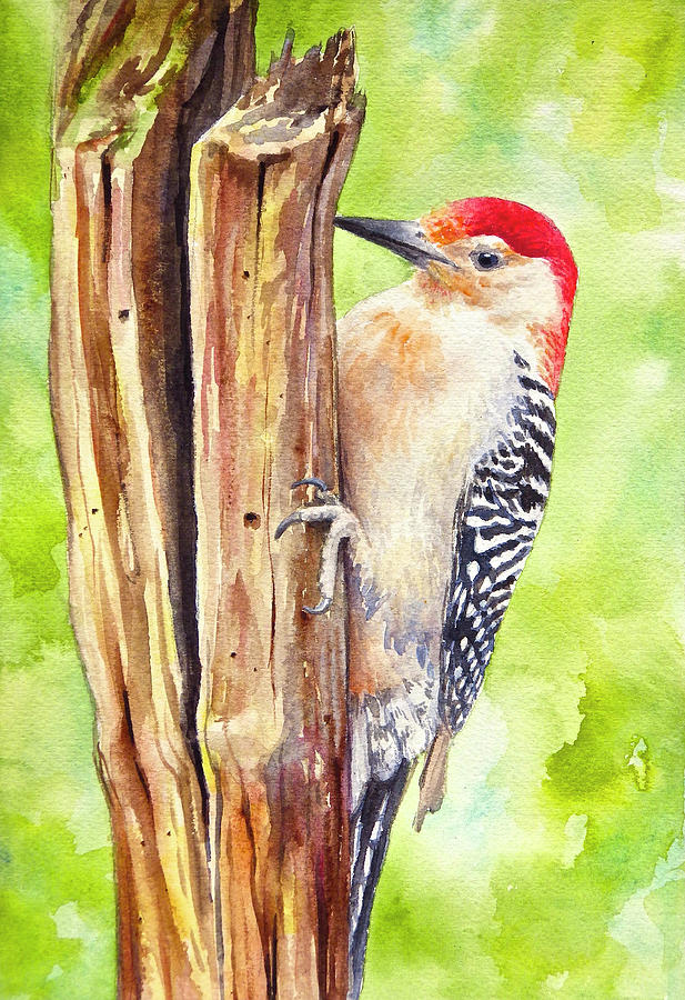 Red-bellied woodpecker Painting by Lana Privitera - Fine Art America