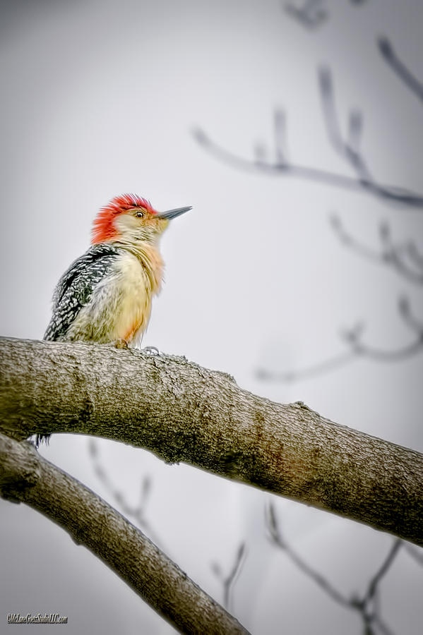 Woodpecker Photograph - Red Bellied Woodpecker by LeeAnn McLaneGoetz McLaneGoetzStudioLLCcom