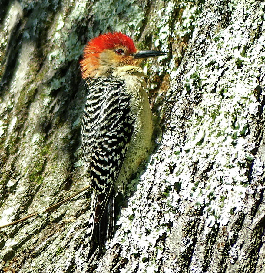 Woodpecker Photograph - Red-bellied Woodpecker Like Mohawk by Lyuba Filatova