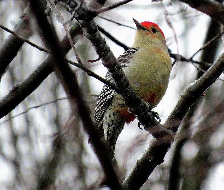 Red-Bellied Woodpecker Photograph by Linda Stern
