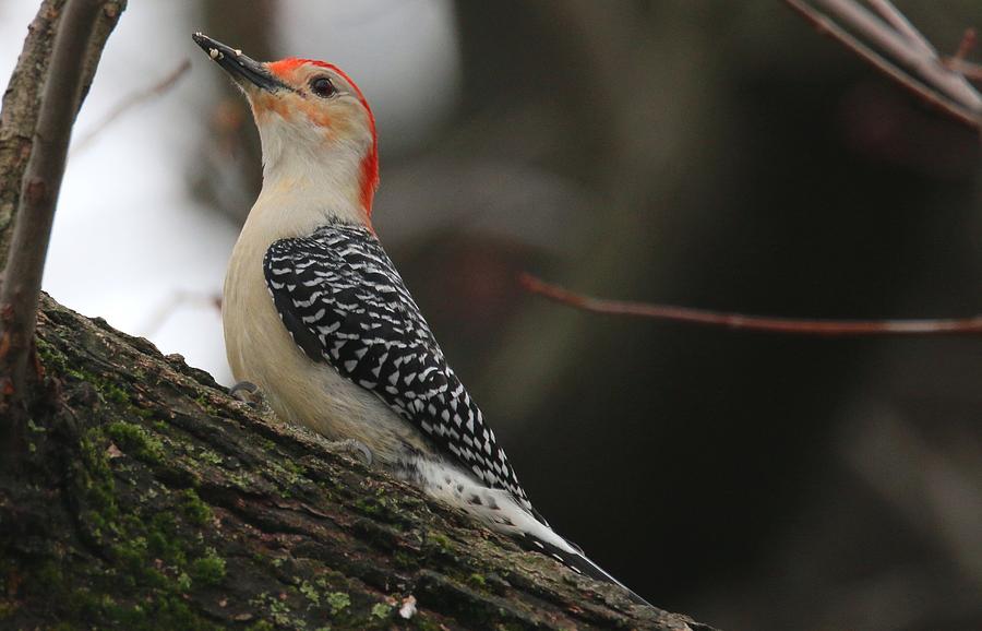 Red-bellied Woodpecker Photograph by Living Color Photography Lorraine Lynch